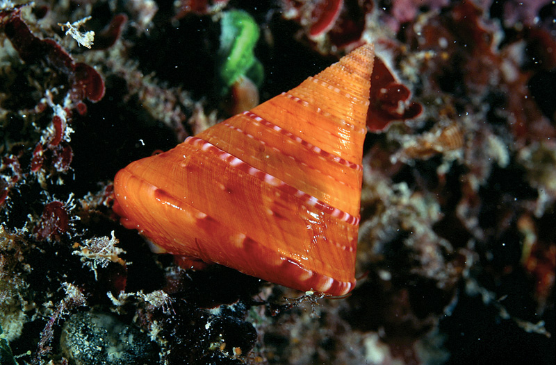 Calliostoma conulus